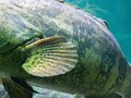 En estas noches de aislamiento preventivo y de quietud, resalta la majestuosidad de nuestras especies en el acuario. Este es el Gran Mero Guasa (Epinephelus itajara) . . #ellosnoestansolos #conservaciondeespecies #yomequedoencasa #santamarta #yodescubrolaperla #acuarios