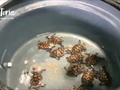 Así cuidamos las tortugas que recibimos durante su proceso de crecimiento en #acuariorodadero Muy pronto mas noticias de ellas . . . #conservación #conservancy #tortugas marinas #seaturtle