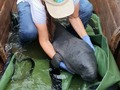 Aún hay esperanza! Un bebé manatí fue rescatado hoy en la Cienaga Grande de Santa Marta, Gracias a los pescadores de Tasajera que ayudaron en el rescate y entrega de un caballito de mar y un bebé manatí ❤️recibimos en nuestro Centro de Atención y Valoración de Fauna marina CAVR MARINO 🦭 de @corpamag y el @acuarioRodadero y el bebé manatí de la especie _Trichechus manatus_, que está siendo atendido y cuidado día y noche, todo un equipo completo instalaciones del @acuarioRodadero  Recuerda que el manatí esta en grave peligro de extinción y para la conservación de la Cienaga con agua y peces, los manatis son fundamentales. #Gracias a los pescadores asociados a COOPEMAR y Asopesbaloma, así como al señor Enrique Maldonado y Henri Zambrano, por proteger a este bebé manatí que, durante la faena de pesca, fue encontrado en el trasmallo e Inmediatamente, llamaron a @corpamag y fue trasladado al CAV-R MARINO de la Corporación y el @acuariorodadero   Este bebé manatí tiene de 3 a 4 días de nacido, aún tiene rastros de su cordón umbilical y se iniciará el proceso de rehabilitación, el cual es complejo y difícil pero estamos comprometidos en que sobreviva con cuidados y mucho amor  Nuevamente gracias a la comunidad de Tasajera y a los niños que aman a los animales de nuestra #CiènagaGrande