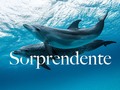 Cada día nos sorprendemos y nos enamoramos más del océano 🌊🐬 ¿Te gustaría acompañarnos a descubrirlo?  —— #AcuarioRodadero #conservaciónmarina #SantaMarta #Colombia #océano #delfines