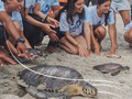 Devolver cualquier especie a su hábitat nos llena el corazón de felicidad💙 Y pronto volveremos a sentir esta emoción ¿La has sentido? 🙌🏼✨  —— #AcuarioRodadero #conservaciónmarina #SantaMarta #Colombia #tortugasmarinas