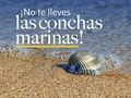 Aunque parece una acción inocente, llevarse las conchas que nos encontramos en las playas, genera un impacto muy negativo en los ecosistemas marinos‼️ Así que por favor, la próxima vez que vayas a la playa ¡NO te lleves las conchas marinas! ⚠️  — #AcuarioRodadero #conservaciónmarina #SantaMarta #Colombia
