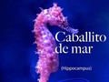 Los caballitos de mar son una especie única y muy especial 💙✨ Te dejamos algunas de sus características en este carrusel✌🏼   ¿Conoces otro dato sobre ellos? 🤓  — #AcuarioRodadero #conservaciónmarina #SantaMarta #Colombia #caballitosdemar #seahorse