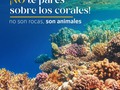 En estas vacaciones, si vas a bucear o a caretear 🤿, por favor NO te pares sobre los corales ⚠️ Esto ocasiona su blanqueamiento ‼️  — #AcuarioRodadero #conservaciónmarina #SantaMarta #Colombia #corales