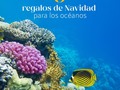 En esta Navidad, nuestro mayor deseo es que todos seamos más conscientes de nuestro impacto en los ecosistemas marinos e iniciemos a tomar acción 💙 Todo suma, todo cuenta 🙌🏼💫  ¡Felices fiestas! 🐠🎄  — #AcuarioRodadero #conservaciónmarina #SantaMarta #Colombia