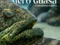 El Mero Guasa es una especie amenazada por la acción humana ⚠️ Por eso, es importante, que no sigamos contribuyendo a su desaparición ‼️  En este carrusel te dejamos unas de sus principales características 🥸 ¿Conoces otra? ¡Déjanos un comentario! 💙  — #AcuarioRodadero #conservaciónmarina #SantaMarta #Colombia #meroguasa