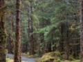 Forest trail in Alaska