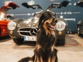 Every day ready to be the wind beneath our wings.  📸 @philipprupprecht    #MercedesBenz #WorldDogDay #MBclassic #ClassicCar