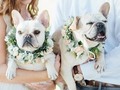 ❤️😍 Y cómo no hacer a estas hermosuras parte de una celebración tan importante como tu boda?  ¿Tú tienes perritos? ¿Los llevarías a compartir contigo el día de tu boda? 🐶😍  . . .  #bodas #novias #vestidosdenovia #dreamdress #weddingdress #boda #medellin #vestidodenoiva #bridal #bridallook #casamiento #weddingmoments #colombia #noviasmiami #noviasmedellín #bodasmedellin #noviafeliz #noviasmedellin #matrimonioscolombia #envigado #elretiro