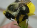 Bumble Bee Beauty