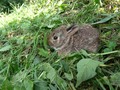Tiny Bunny that narrowly escaped my weed eater