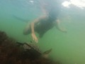 Vida marina 🐢🇧🇷🌊🏝️ Obrigado @japasub #Snorkel