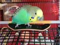 Today's accomplishment... getting Lemonade to stand on his skateboard 🛹 #skaterbudgie