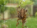Spider : Norfolk : UK