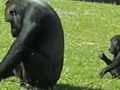 Gorilla With Her Baby