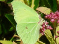 A green butterfly on a leaf