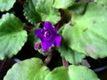 Violeta de mi madre #violet #violetta