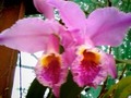 #nature #naturaleza #orquidia #orchidia #gemelas #twins