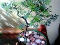 #gea #bonsai #venezuelan #venezuela #casa #house #hogar #home #plants #plantas #arbol #tree @yulianni_cat @yzturriaga_ker @giorgiodeviaje