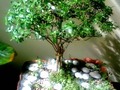 #gaia #bonsai #venezuelan #venezuela #plants #plantas #arbol #tree #casa #house #hogar #home #ornamental #ornaments @yulianni_cat @giorgiodeviaje @yzturriaga_ker