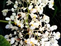 Natural mystic pure white #nature #naturaleza #flowers #flores #ornamental #ornamentales #ornamental #ornaments