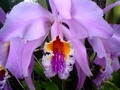 #orquidia #ornamental #ornaments #orchidia #orchidians #nature #naturaleza #venezuelan #venezuela