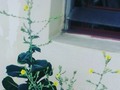 Flores de lechuga, esperando para semilla... #lechugaromana #lechuga #lactucasativa #lactuca #agriculturaurbana