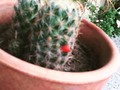 Shurima tiene su primer fruto :D #cactus #cactaceae #shurima #green #verde #nature #naturaleza #fruto #fruit #datil #datiles #miniatura #miniature #venezuela #venezuelan