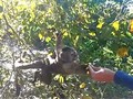 Fauna presente en la visita al monumento natural Maria Lionza, Mono Capuchino Viaje de Ecología, #ecologia #ingeniero #ingenieria #agronomia #yaracuy #venezuela #ucla #green #verde #nature #naturaleza #vida #fauna #monocapuchino #naturalworld #conservación #conservacionnatural