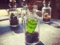 SE VENDEN son collares...por encargo #cactaceae #suculentas #green #verde #nature #naturaleza #natureworld #mundonatural #miniature #miniatura #cactus