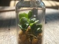 SE VENDEN... Por encargo #cactaceae #suculentas #green #verde #nature #naturaleza #natureworld #mundonatural #miniature #miniatura #cactus🌵 #cactus