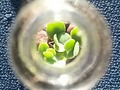 SE VENDEN... Por encargo #cactaceae #suculentas #green #verde #nature #naturaleza #natureworld #mundonatural #miniature #miniatura #cactus🌵 #cactus