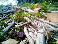 Root of hope... 🌿 #root #nature #raíz #naturaleza #enfoque #macro #plant #planta #botánica #botanic