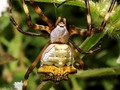 X-spider 🕷️🕸️ #spider #argiope #nature #wild #mundovivo #mundoaninal #mundonatural #mundoanimal