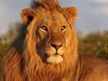 En el Valle del Sinú se come Arroz con León.  Este valle, considerado por sus suelos unos de los más fértiles del planeta, también lo es en historias.  En su territorio no hay leones, este mamífero, es oriundo de las sabanas africanas.  El arroz es el cereal básico de la alimentación y que en el mundo tiene más 200 recetas conocidas; pero esta si que es bien curiosa y sencilla.  Acá se consume el arroz con coco acompañado del café, no solamente como merienda; también como alimento, en especial a la hora de la cena.  El cordobes, es espontaneo y creativo. En los pueblos, las persona que comían el arroz con la bebida aromática en la tarde decían, cené "Arroz con León" pues lo decían en sentido figurado, refiriéndose a que había consumido el alimento acompañado con Café León, un producto de la tradicional empresa tostadora del grano de Juan H. León Martínez con más de 50 años de existencia en Lorica, Córdoba.  De allí surge la expresión de la receta casera "Arroz con León"  Cuando visites los pueblos de Córdoba y escuches esta expresión, ya sabes a que se refieren, no están comiendose a un felino africano; sino al arroz con café.  Hasta la próxima historia al estilo #JuanTravesias. Comparte, comenta y etiqueta.