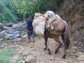 A lomo de mula. En el Alto Sinú es común encontrar que las comunidades ubicadas en la serranía San Jerónimo, usan como medio de transporte la mula y el caballo. Dotadas de aperos especiales que contribuyen a andar en caminos estrechos y pedragoso en la montaña, son el único medio de transporte de carga en la parte alta.  Escenas de la #TravesiaLaPlumilla.