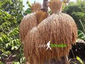 Manotada de arroz En el campo cordobes siembran arroz de manera artesanal.  Al cortar el cereal, van juntando las espigas y las amarran con pita hechas de varios vegetales.  De esta manera lo almacenan y en muchas partes de un año para otro.  De allí pasa al pilón. El arroz es alimento básico de millones de personas en el mundo. ¿Qué recuerdos te trae la manotada de arroz? Fotografía tomada en El Retiro de Los Indios en Cereté.