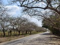 #FotoDelDia  Vía entrada a #Montelibano. La sub región del #SanJorge está llena de paisajes. #JuanTravesias #Cordoba #Colombia #RegionCaribe #camino #arbol