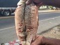 Bocachico Palomiao Así llaman en la región del San Jorge, al bocachico que es arrollado por un lado y abierto por el otro. Cada día se aprende más y me sorprendo de las cosas sencillas que aportan a la gastronomía criolla. Fotografía tomada en La Apartada.