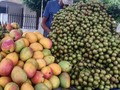 Mango de calidad y mamón. Cuando voy a #Cerete en la esquina de la cancha de Santa Teresa con calle del Hospital encuentro las frutas frescas para disfrutar.