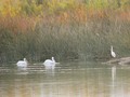 Pelicans and a Heron