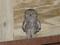 a Screech Owl
