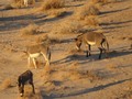 Burros in Sand