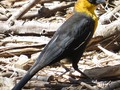 Yellow Headed Bird