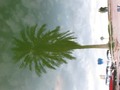 Palm tree in the Water