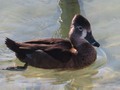 Female Ring Neck Duck
