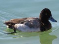 Male Ring Neck Duck
