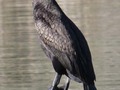 Neotropic Cormorant