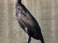 Blue eyed  Neotropic Cormorant