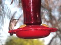 HummingBird Closeup
